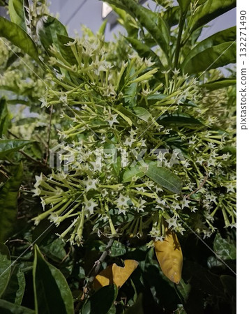 Close up of delicate white flowers on a green plant with yellow accents Close up of delicate white flowers on a green plant with yellow accents 132271490