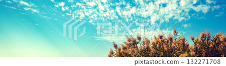 Nature background. Sedge on the lake against a beautiful cloudy sky in daylight. Horizontal banner 132271708