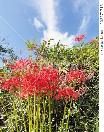 Higa bana和藍天 132271718