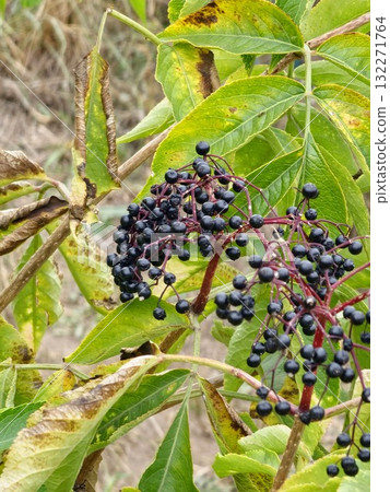 Black elderberry, or Sambucus nigra, is a berry native to the woods. Common names include elderberry, black elder, European elder, European elder and black elder. Black elderberry, or Sambucus nigra, is a berry native to the woods. Common names include elderberry, black elder, European elder, European elder and black elder. 132271764