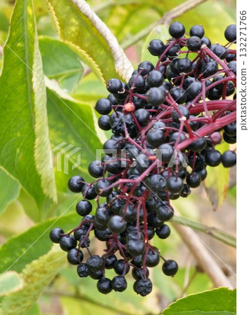 Black elderberry, or Sambucus nigra, is a berry native to woods. Common names include elderberry, black elder, European elder, European elder, and black elder. Black elderberry, or Sambucus nigra, is a berry native to woods. Common names include elderberry, black elder, European elder, European elder, and black elder. 132271766