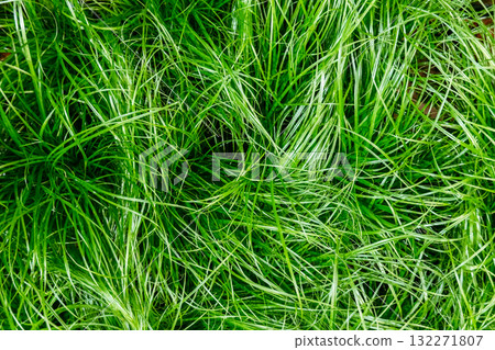 Close-up of vibrant green grass blades with varying textures and density. Regenerative agriculture, soil health, carbon capture, sustainable land management Close-up of vibrant green grass blades with varying textures and density. Regenerative agriculture, soil health, carbon capture, sustainable land management 132271807