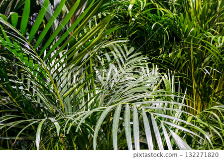 Dense cluster of green palm fronds with overlapping textures in natural light. Urban jungle aesthetics, tropical plant care, biophilic interior design, sustainable greenery Dense cluster of green palm fronds with overlapping textures in natural light. Urban jungle aesthetics, tropical plant care, biophilic interior design, sustainable greenery 132271820