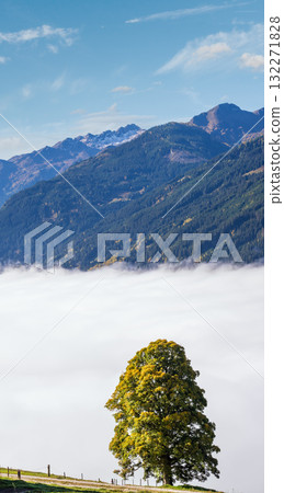 Misty autumn morning mountain and big lonely tree view from hiking path near Dorfgastein, Land Salzburg, Austria. Misty autumn morning mountain and big lonely tree view from hiking path near Dorfgastein, Land Salzburg, Austria. 132271828