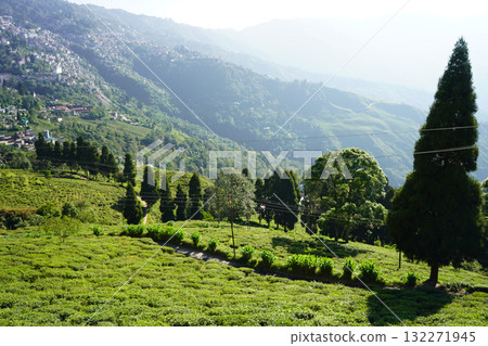 Darjeeling Tea Garden and Mountain Town View 132271945