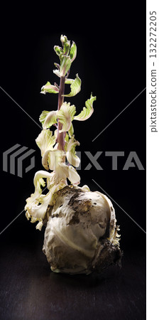 Cabbage sprout sprouted from an old cabbage 132272205