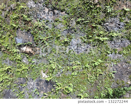 Green moss stone texture background. Ecology and environment concept. 132272244