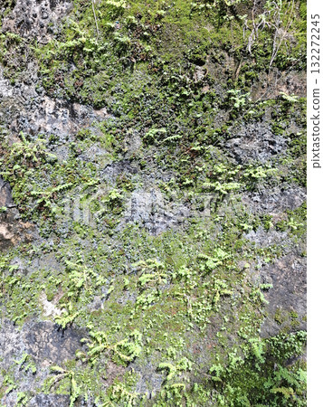 Green moss stone texture background. Ecology and environment concept. 132272245