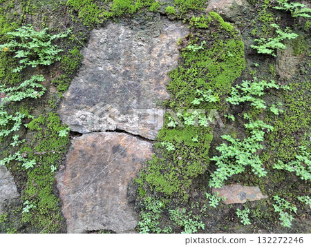 Green moss stone texture background. Ecology and environment concept. Green moss stone texture background. Ecology and environment concept. 132272246