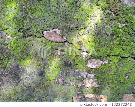 Green moss stone texture background. Ecology and environment concept. Green moss stone texture background. Ecology and environment concept. 132272248