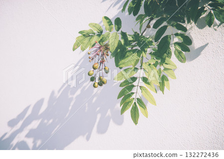 Green leaves and small unripe fruit casting soft shadows on white textured wall, minimal natural background with sunlight creating calm and peaceful atmosphere 132272436