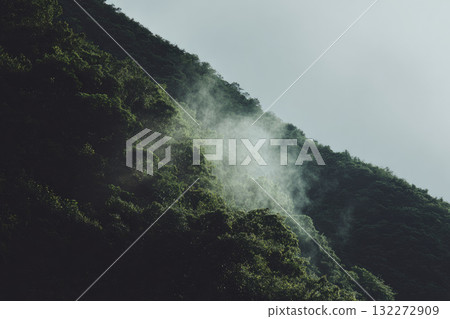 Misty forest hillside with lush green trees and soft sunlight after rain, creating tranquil and serene atmosphere in natural mountain landscape 132272909