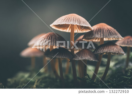 Close up of wild mushrooms growing on damp forest floor, soft natural light, earthy tones, delicate texture, serene atmosphere, nature macro photography 132272910