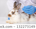 Veterinarian wearing blue gloves and white lab coat examining brown and white rabbit ear by using medical tool during medical health check up 132273149