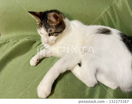 A cat lying on a green sofa A cat lying on a green sofa 132273167