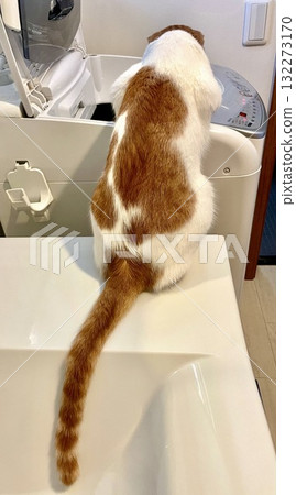 The back view of a cat peering into a washing machine The back view of a cat peering into a washing machine 132273170