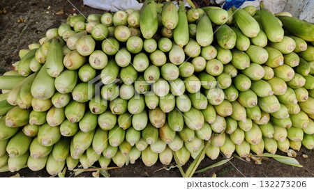 A bountiful harvest of fresh green corn cobs neatly arranged in a large pile showcasing their husked tips and natural texture 132273206