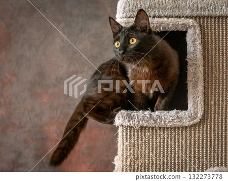 A black cat with yellow eyes looks out of his house. A black cat with yellow eyes looks out of his house. 132273778