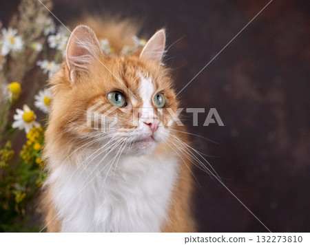 A beautiful white and red cat poses on a brown background, next to a beech of wildflowers. Green eyes 132273810