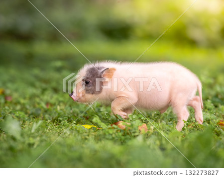 A small white pig runs among the grass. Soft sunlight in the garden. 132273827