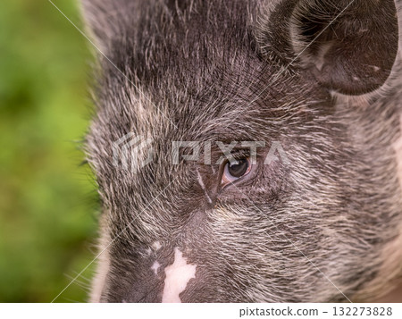 Piglet's head and eyes close-up. Portrait of a Pig Piglet's head and eyes close-up. Portrait of a Pig 132273828