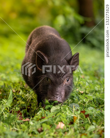 A black pig stands and looks among the grass. A black pig stands and looks among the grass. 132273829