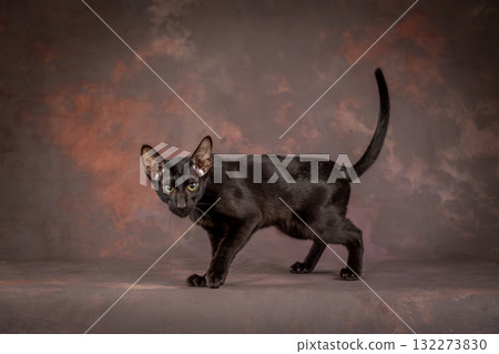 A black teenage cat on a brown background in the studio. A kitten of the oriental breed. 132273830