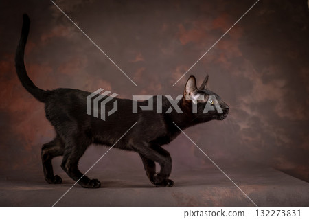 A black teenage cat on a brown background in the studio. A kitten of the oriental breed. A black teenage cat on a brown background in the studio. A kitten of the oriental breed. 132273831