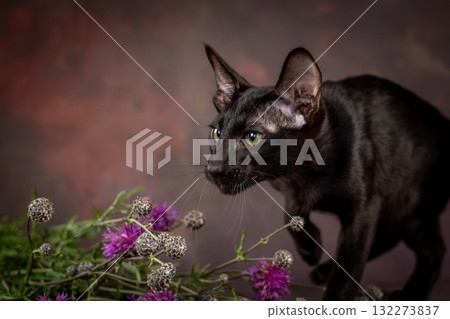 A black kitten of the oriental breed on a brown background. Kitten next to beautiful wildflowers A black kitten of the oriental breed on a brown background. Kitten next to beautiful wildflowers 132273837