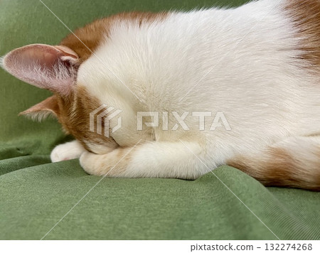 Cat lying on the sofa Cat lying on the sofa 132274268