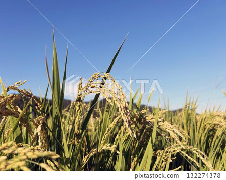 Rice plants bathed in sunlight and blue skies 132274378
