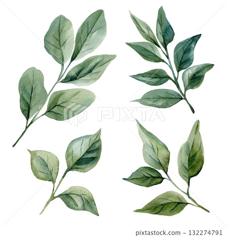 Watercolor Green Leaves Set Botanical Illustration of Eucalyptus Branches Natural Minimalist Foliage Design for Eco Decor Watercolor Green Leaves Set Botanical Illustration of Eucalyptus Branches Natural Minimalist Foliage Design for Eco Decor 132274791