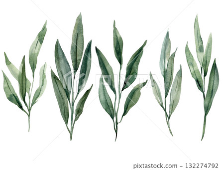 Watercolor Long Leaf Branches Botanical Illustration Set Green Foliage, Elegant Natural Plant Elements for Floral Design and Art 132274792