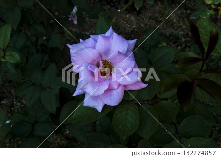 Pink roses blooming in the autumn rose garden 132274857