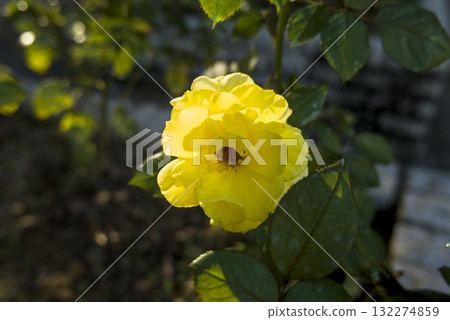 Up of a yellow rose Up of a yellow rose 132274859