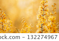 Close up of yellow flowers against a yellow backdrop 132274967