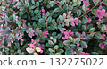 Top view of bicolor loropetalum foliage with green and purple oval leaf on woody branch. Rich natural background for eco branding, packaging, web banner, wallpaper, garden theme, beauty. 132275022
