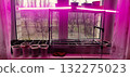 A modern indoor gardening setup featuring seedlings placed on a windowsill, illuminated by a pink LED grow light. Ideal for home gardeners and indoor plant cultivation during colder months or spring. 132275023