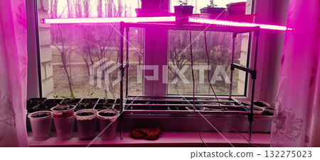 A modern indoor gardening setup featuring seedlings placed on a windowsill, illuminated by a pink LED grow light. Ideal for home gardeners and indoor plant cultivation during colder months or spring. 132275023