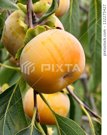 Diospyros kaki or persimmon tree, detail of brunch bearing ripe and waxy fruits, delicious tropical produce consumed either fresh, dried or cooked in preserves, with a sweet, slightly tangy taste Diospyros kaki or persimmon tree, detail of brunch bearing ripe and waxy fruits, delicious tropical produce consumed either fresh, dried or cooked in preserves, with a sweet, slightly tangy taste 132275427
