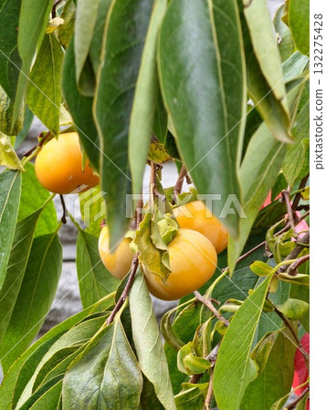 Fresh persimmons, or Diospyros kaki, ripen on branches in garden, growing on the trees. Juicy and ripe, persimmons are beautiful, crisp, juicy, sweet, firm, and crunchy. Fresh persimmons, or Diospyros kaki, ripen on branches in garden, growing on the trees. Juicy and ripe, persimmons are beautiful, crisp, juicy, sweet, firm, and crunchy. 132275428