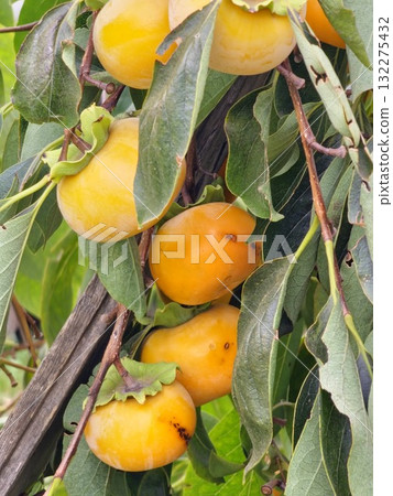 A persimmon tree with numerous ripe orange fruits in an autumn garden. Diospyros kaki, a Japanese persimmon, in autumn in a garden in Ukraine. 132275432
