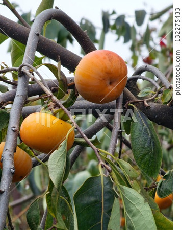 Persimmon tree with numerous ripe orange fruits in an autumn garden. Diospyros kaki, a Japanese persimmon, in autumn in a garden in Ukraine. 132275433
