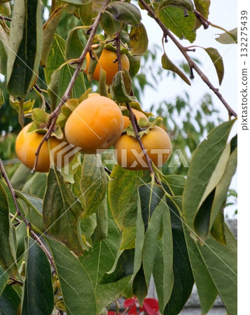 A persimmon tree with numerous ripe orange fruits in an autumn garden. Diospyros kaki, Japanese persimmon, in autumn in a garden in Ukraine. A persimmon tree with numerous ripe orange fruits in an autumn garden. Diospyros kaki, Japanese persimmon, in autumn in a garden in Ukraine. 132275439