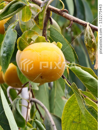 Diospyros kaki or persimmon tree, detail of a brunch bearing ripe and waxy fruits, delicious tropical produce consumed either fresh, dried or cooked in preserves, with sweet, slightly tangy taste Diospyros kaki or persimmon tree, detail of a brunch bearing ripe and waxy fruits, delicious tropical produce consumed either fresh, dried or cooked in preserves, with sweet, slightly tangy taste 132275443
