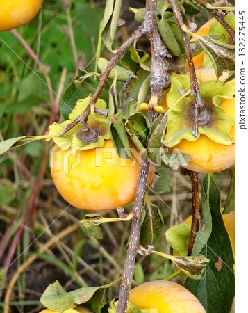 Fresh persimmons, or Diospyros kaki, ripen on branches in the garden, growing on trees. Juicy and ripe, persimmons are beautiful, crisp, juicy, sweet, firm, and crunchy. 132275445