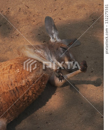 Kangaroo Resting Ground Shadow Australia Kangaroo Resting Ground Shadow Australia 132275581