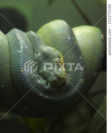 Emerald Tree Python Coil Exotic Jungle Serpent 132275588