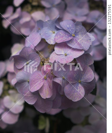 Blooming Flower Closeup Vibrant Nature Blooming Flower Closeup Vibrant Nature 132275591