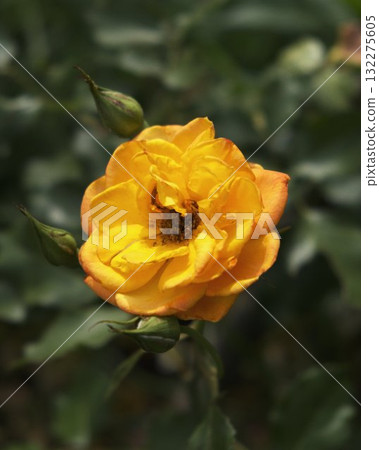 Blooming Flower Closeup Vibrant Nature 132275605